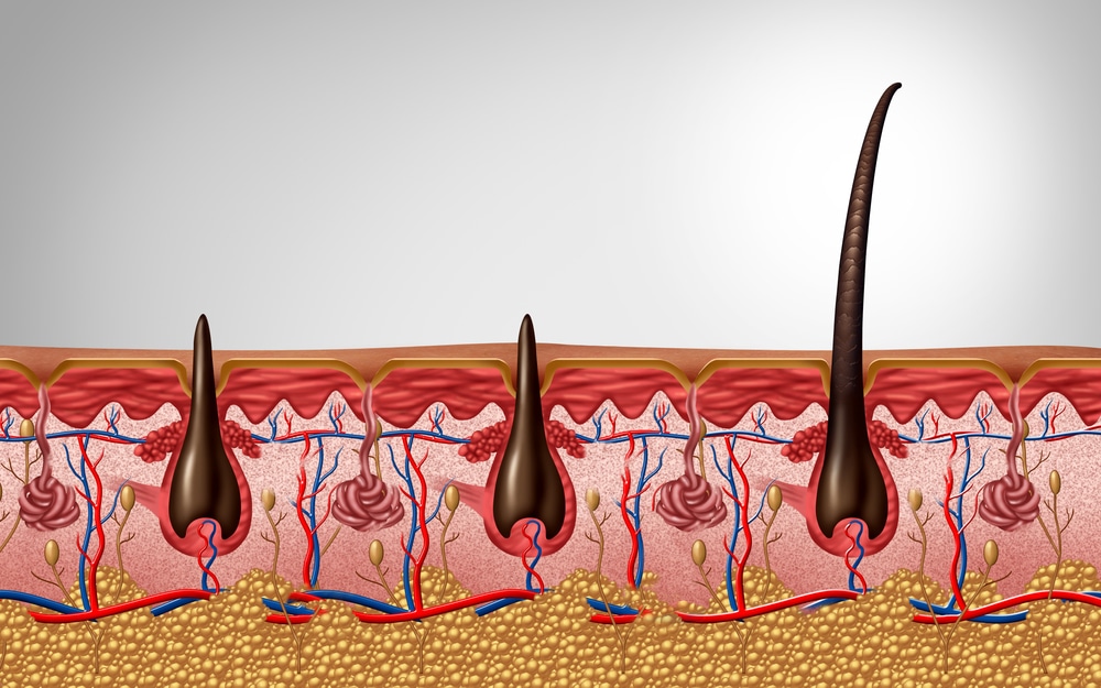3D illustration of hair follicle anatomy showing human scalp and hair shaft, trichology and dermatology medical concept.